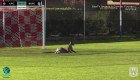 Canguro invade un partido de fútbol en Australia