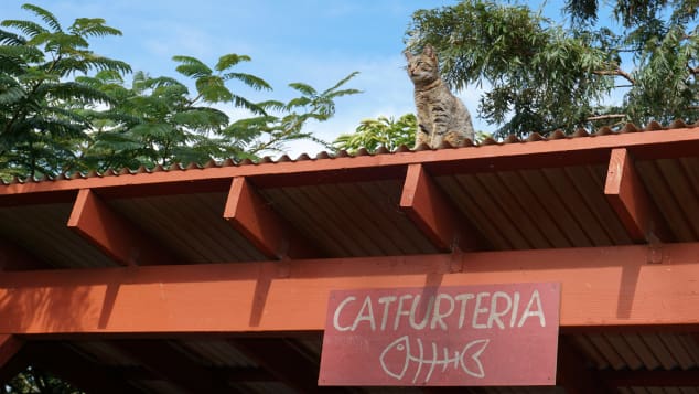 Fundada en 2009, el santuario sin fines de lucro fue una creación de Kathy Carroll, quien vio la necesidad de proporcionar refugio a la floreciente población de gatos callejeros de la isla, así como proteger a las aves en peligro de extinción.
