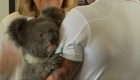 #ElDatoDeHoy: un descubrimiento que salvaría a los koalas
