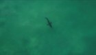 #LaImagenDelDía: tiburón de dos metros asusta a surfistas