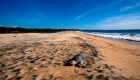 #LaImagenDelDía: la tortuga olivácea llega a la costa mexicana para reproducirse