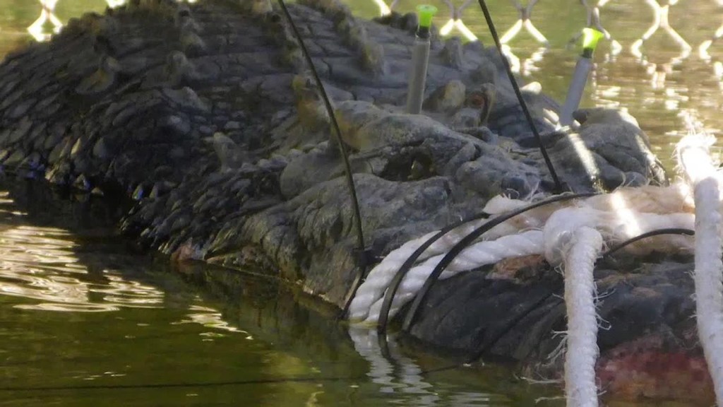 Capturan a monstruoso cocodrilo en Australia