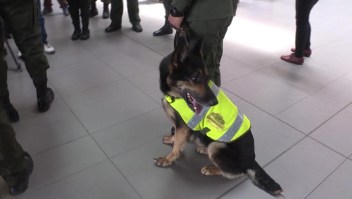 Amenazan de muerte a un perro antinarcóticos en Colombia