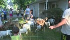 Cientos de cabras invaden un vecindario