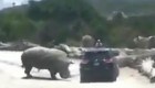 Rinoceronte ataca a una camioneta en zoológico de Puebla