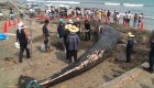 Ballena azul muere encallada en las cosas de Japón