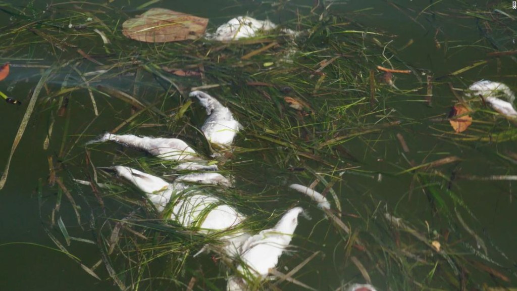 Algas tóxicas están acabando con la fauna de la costa de Florida, en Estados Unidos.