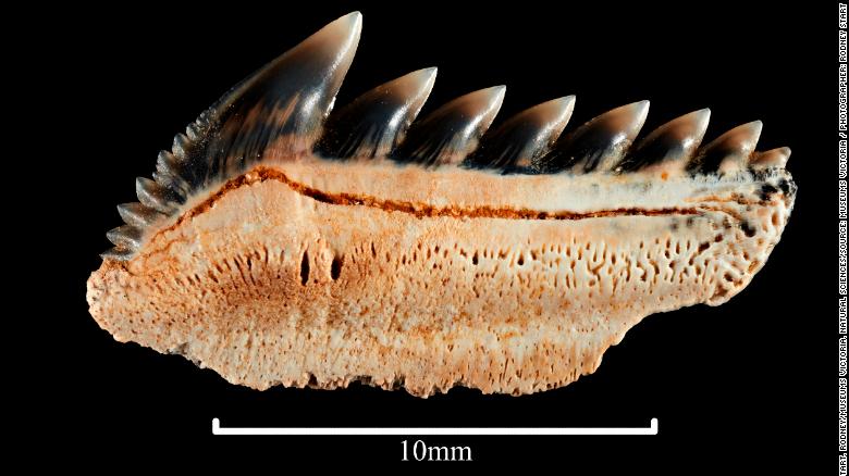 Hexanchus agassiz, fossilised lower shark tooth. Registration no. P 253894.3