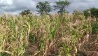 La sequía golpea a los agricultores en Honduras