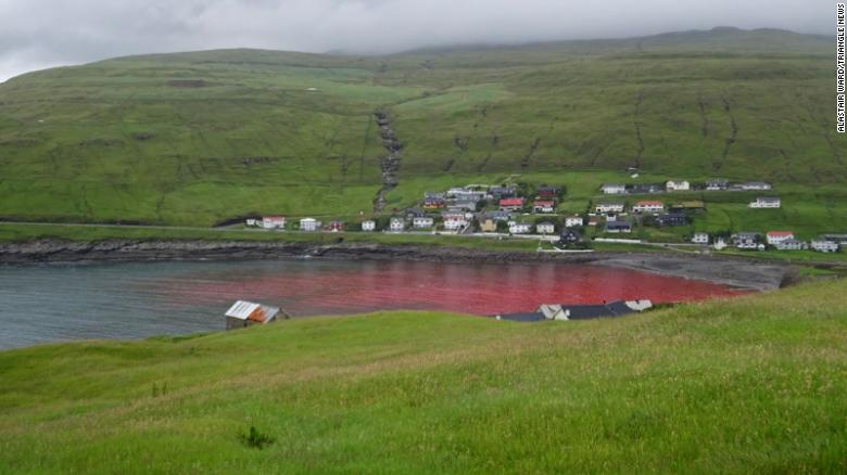 El agua en la cala donde ocurrió la caza de ballenas se ve roja por la sangre de los animales cazados.