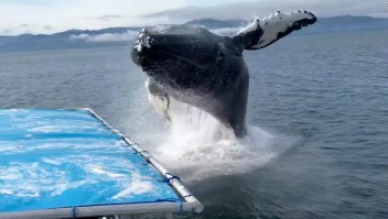 Una ballena jorobada salta muy cerca de un bote