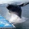 Una ballena jorobada salta muy cerca de un bote