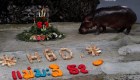 #LaImagenDelDía: celebran el cumpleaños del hipopótamo más longevo de Tailandia