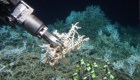 Descubren arrecife de coral en la costa de Carolina del Sur