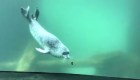 El momento en el que una foca y una mariposa se conocen
