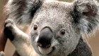 #LaImagenDelDía: ¿podrían desaparecer los koalas en Australia?