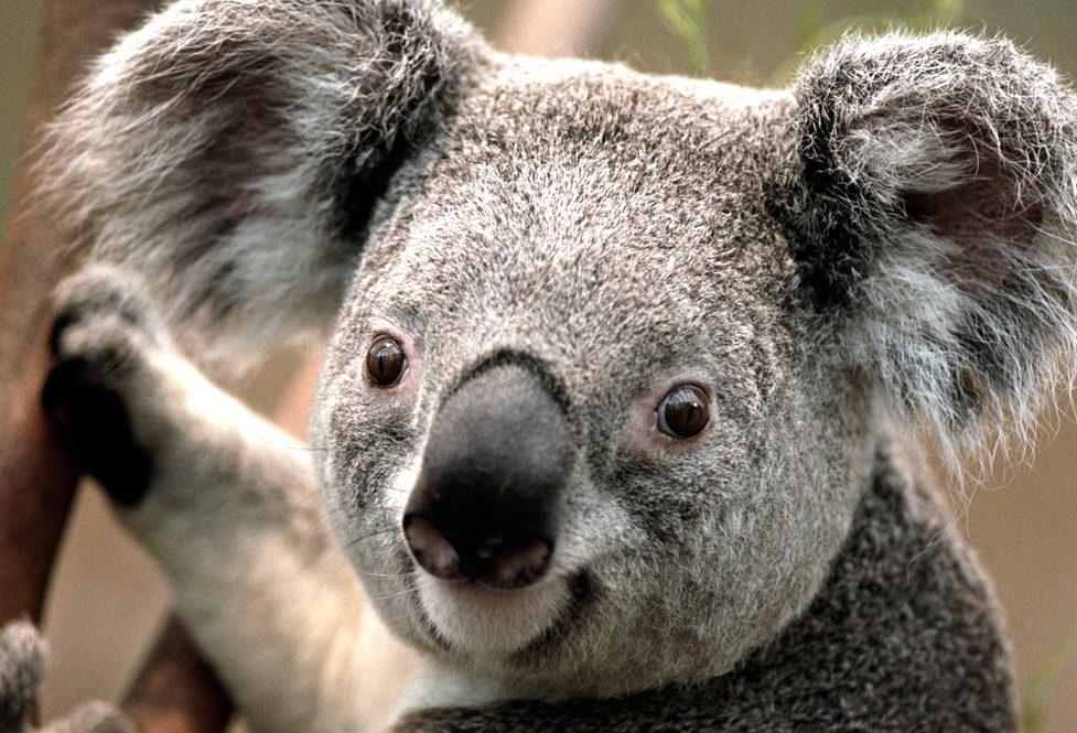 #LaImagenDelDía: ¿podrían desaparecer los koalas en Australia?