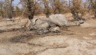 Descubren 87 elefantes muertos en Botswana
