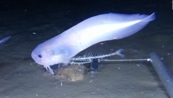Hallan nuevas especies de peces en el fondo de océano
