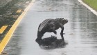 Un caimán cruzando una calle: las otras imágenes que dejó Florence