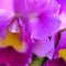 Miles de orquídeas 'florecen' en Bogotá