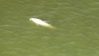 Hallan ballena beluga nadando en el río Támesi