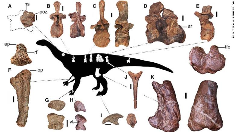 Esta figura muestra algunos de los elementos preservados del dinosaurio recién descubierto.