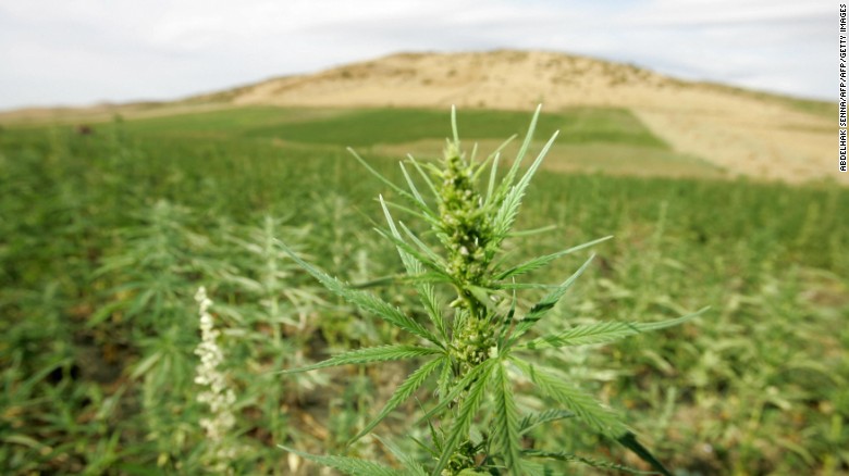 Plantaciones de marihuana en la región de Larache en el norte de Marruecos.
