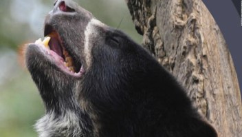 ¿Desaparecerá el oso de anteojos de Sudamérica?