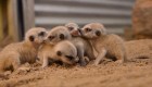 #LaImagenDelDía: tiernas imágenes de suricatos recién nacidos