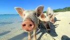 Imperdible: Una playa llena de cerdos felices nadando