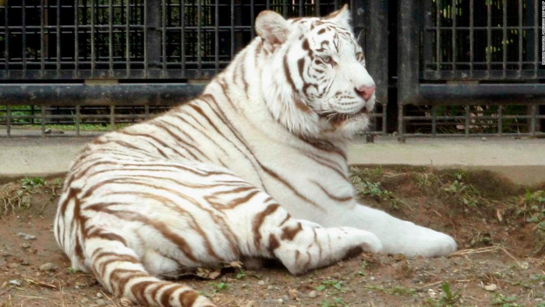 Un tigre blanco mató a su cuidadora en zoológico de Japón