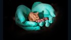 Experimento chino produce ratones de dos madres