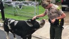 Una policía usa doritos para atrapar a un cerdo