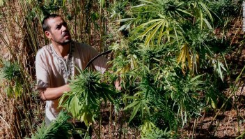 Abdelkhalek Ben Abdellah inspecciona el cannabis en sus campos en las montañas del Rif en el norte de Marruecos.