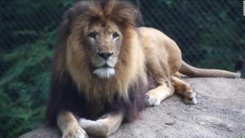 El león Nyack, del zoo de Indianápolis.