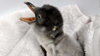 El bebé pingüino será criado por dos papás.