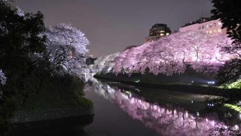 Parque Ueno, Tokio: uno de los lugares más famosos de hanami en Tokio, el Parque Ueno está lleno de miles de cerezos. Como resultado, recibe una gran cantidad de visitantes, por lo que el espacio debajo de los cerezos rosa pálidos de Yoshino puede ser difícil de conseguir si no llega lo suficientemente temprano.