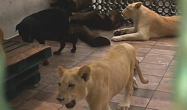 Los leones, de un año y medio de vida, viven en una azotea en Ciudad de México.