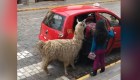 Una llama aborda un taxi en Perú