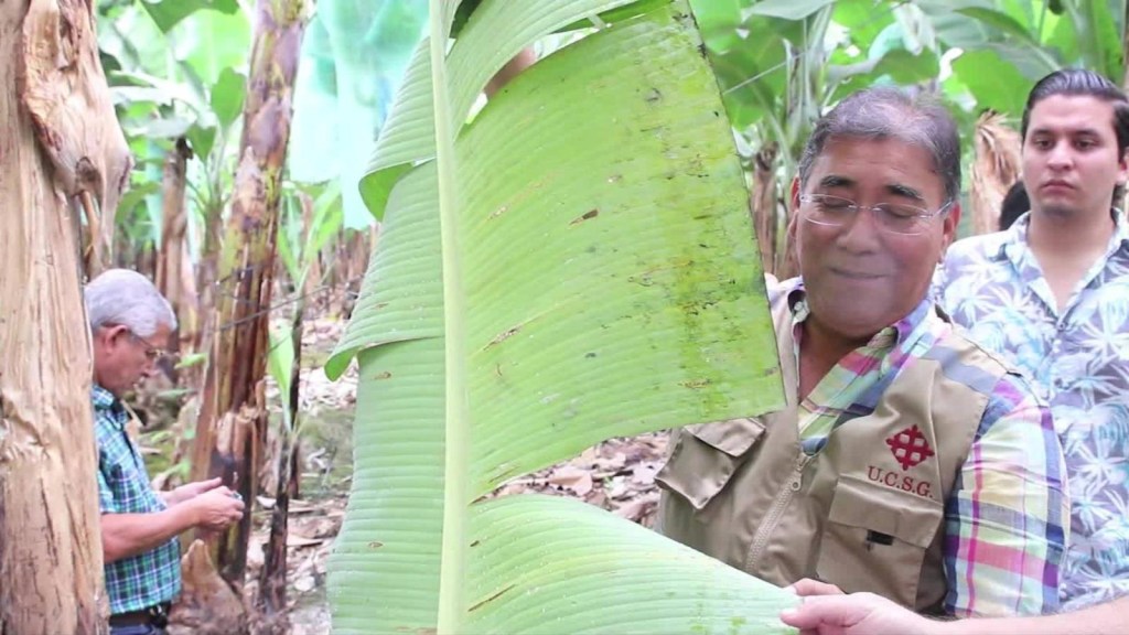 La técnica de Ángel Llerena para mejorar los cultivos de banano
