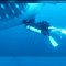 Ultasonido permite examinar tiburones ballenas