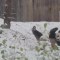 Un panda feliz jugando con la nieve