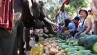 Elefantes en Tailandia disfrutan de un gigantesco banquete