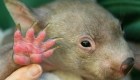 Misterio resuelto: descifran por qué las heces de wombat tienen forma de cubo