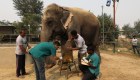 India inaugura primer hospital para elefantes