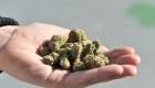 Otorgan 38 permisos para productos con cannabis