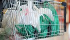 Corea del Sur prohibe las bolsas plásticas