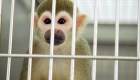 Monos de laboratorios se retiran a un santuario
