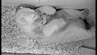 Un osito polar nace en un zoológico de Berlín